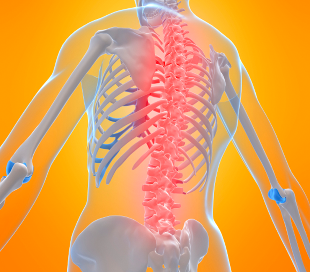 Illustration of the spinal cord