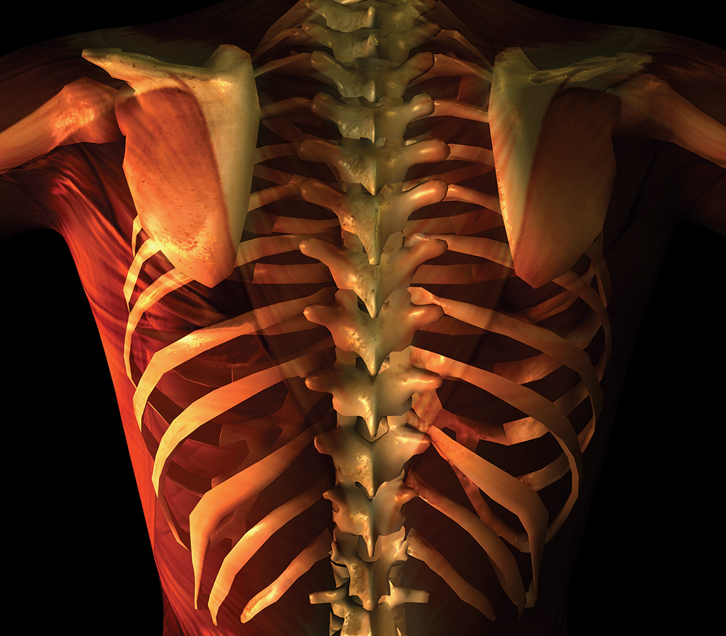 Skeleton showing the spinal cord
