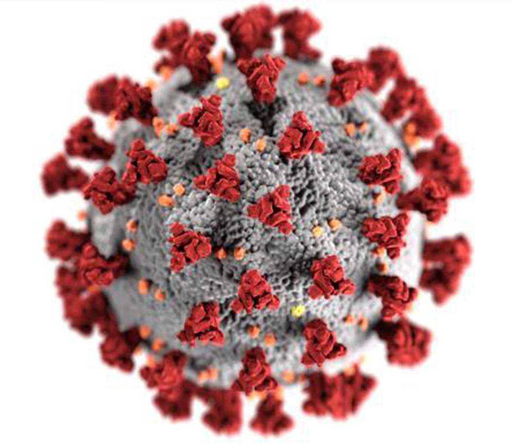 signals travel down the spinal cord to the muscles Corona virus COVID-19