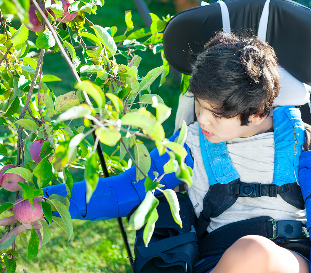 Disabled biracial ten year old boy in wheelchair picking red apples off tree in back yard