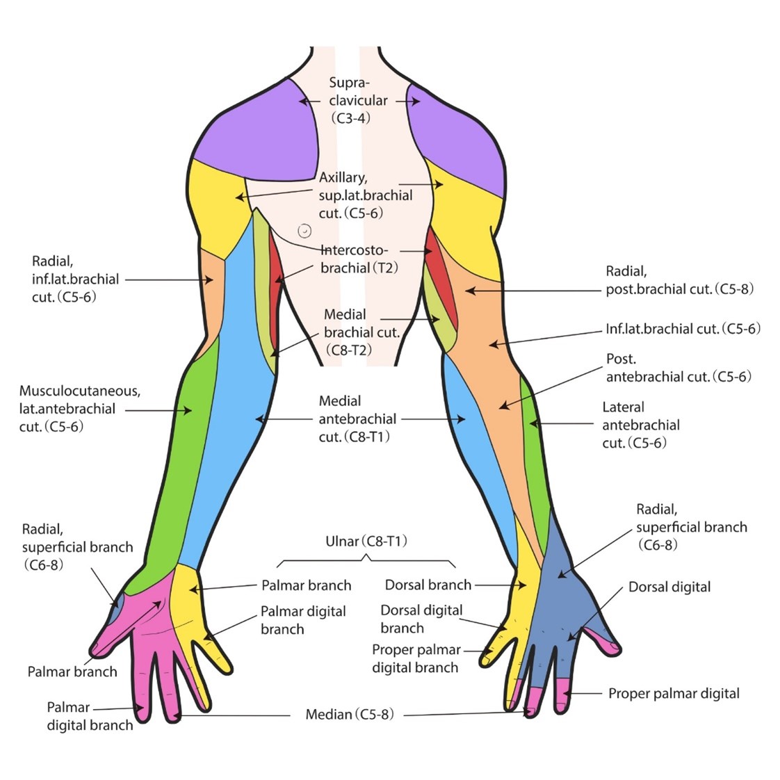This graphic shows the nerves that affect the parts of the upper extremity.