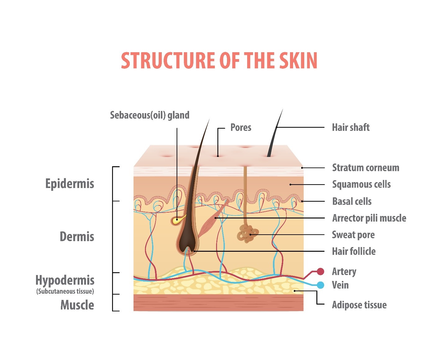 The anatomical construction of skin is as in this graphic.