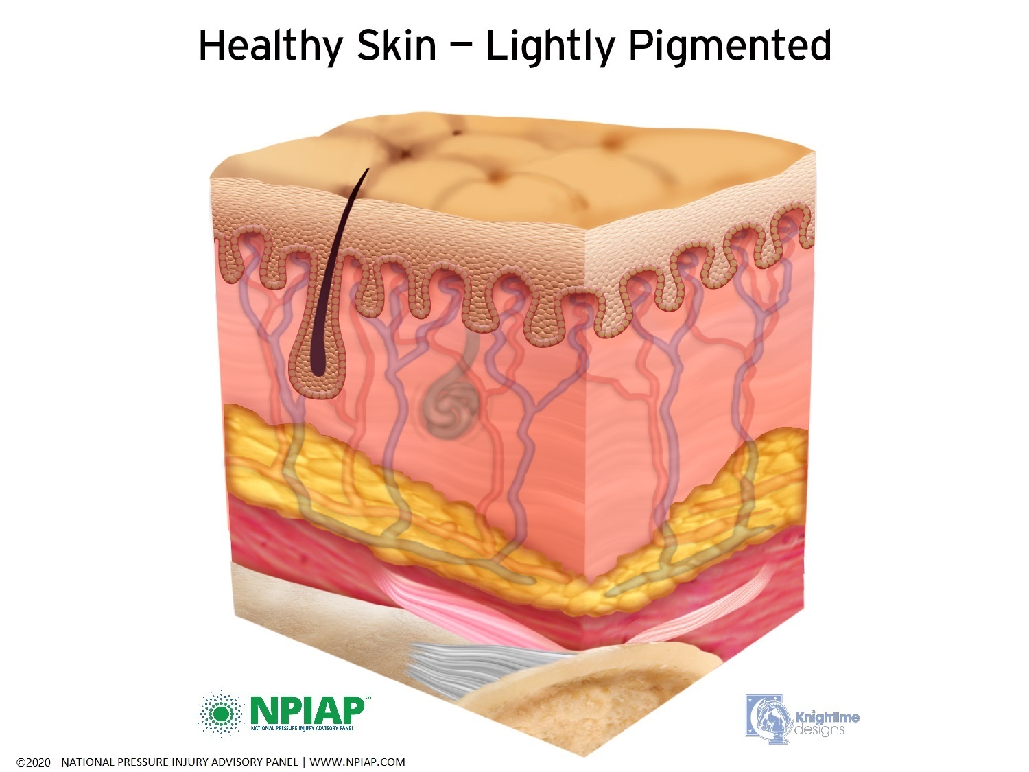 Healthy Skin- Lightly Pigmented