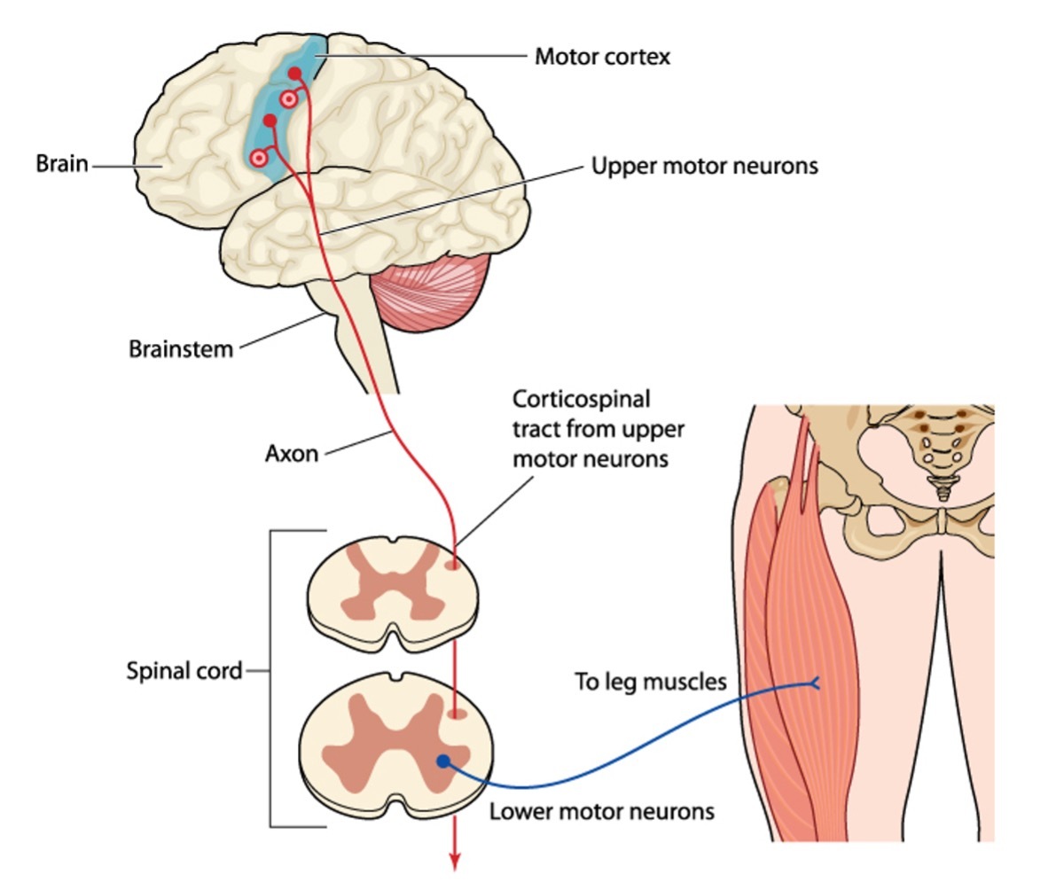  Upper Motor Neurons and Lower Motor Neurons diagram