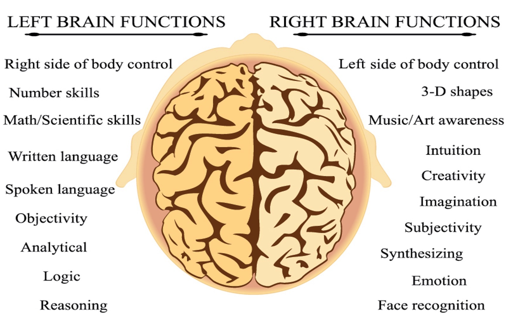 Graph of the brain