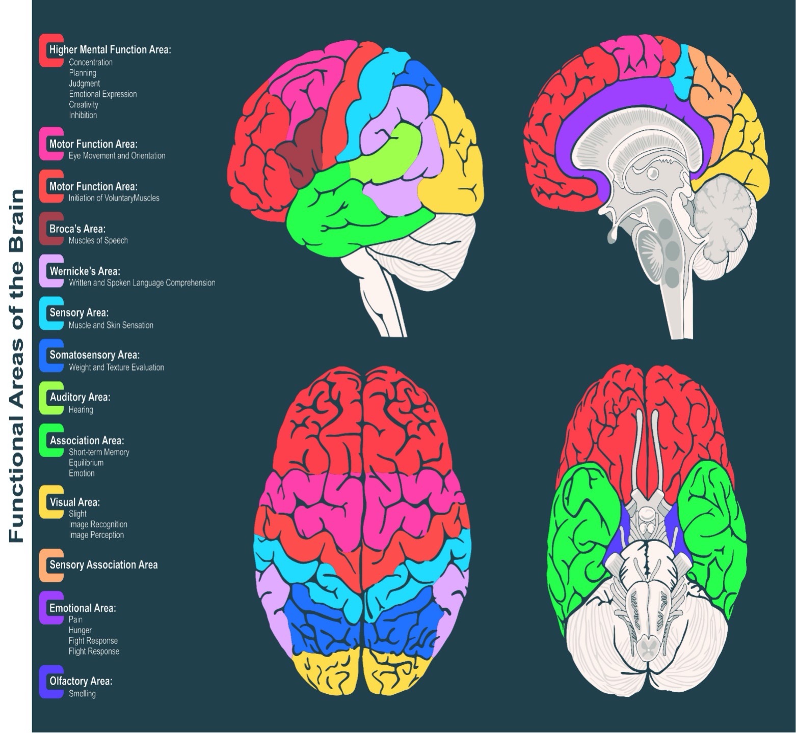 function areas of the brain