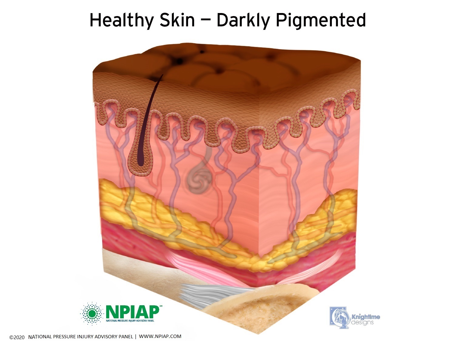 Healthy Skin- Darkly Pigmented