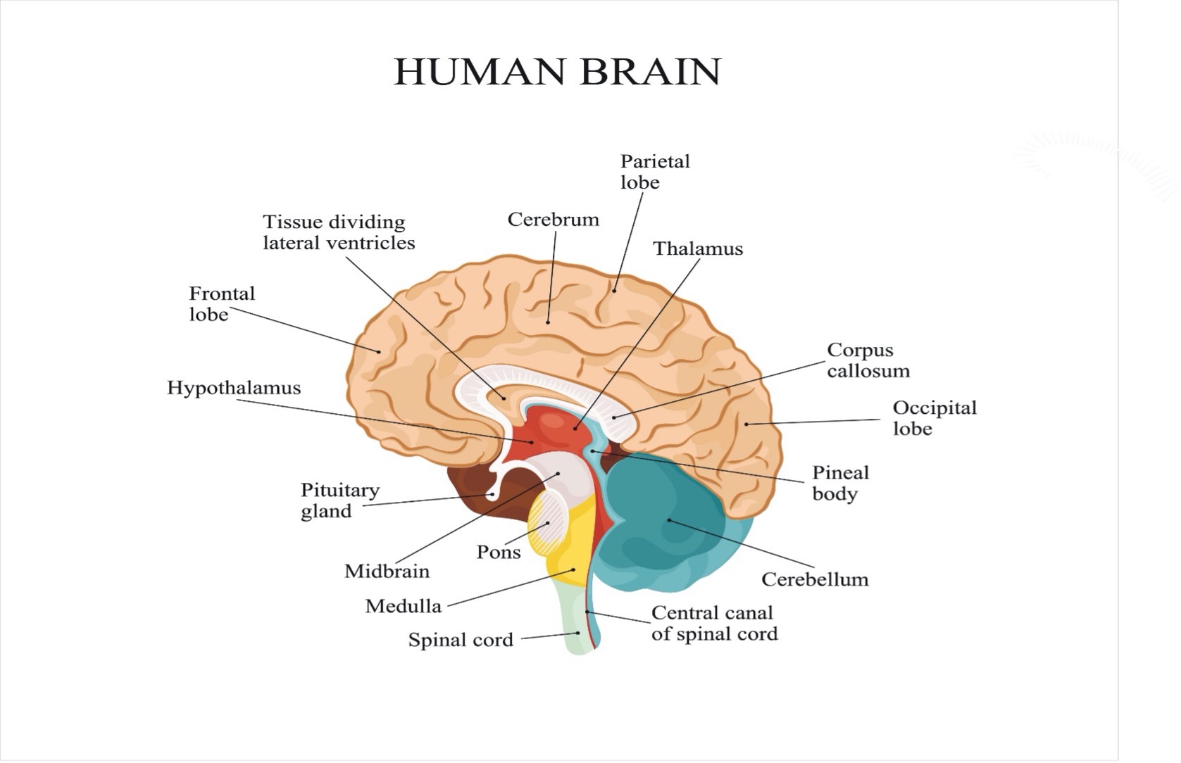Human brain graph