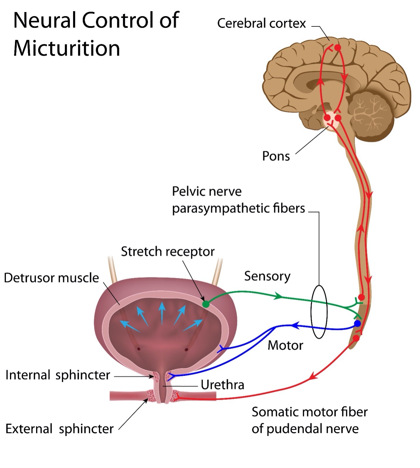 Neural Control of Micturition graphic