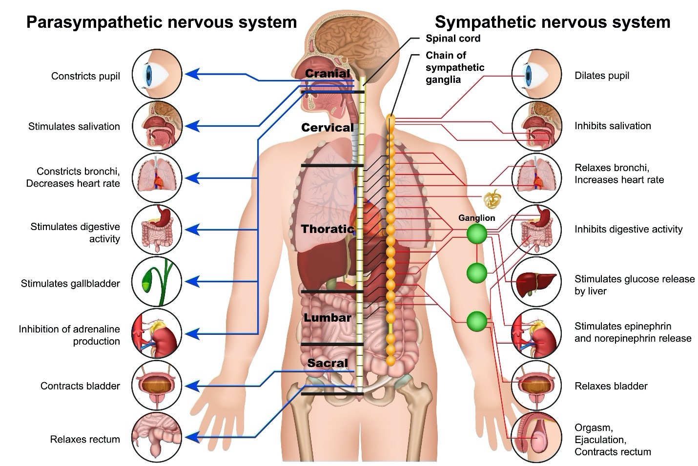 Sympathetic and Parasympathetic Nervous Systems diagram