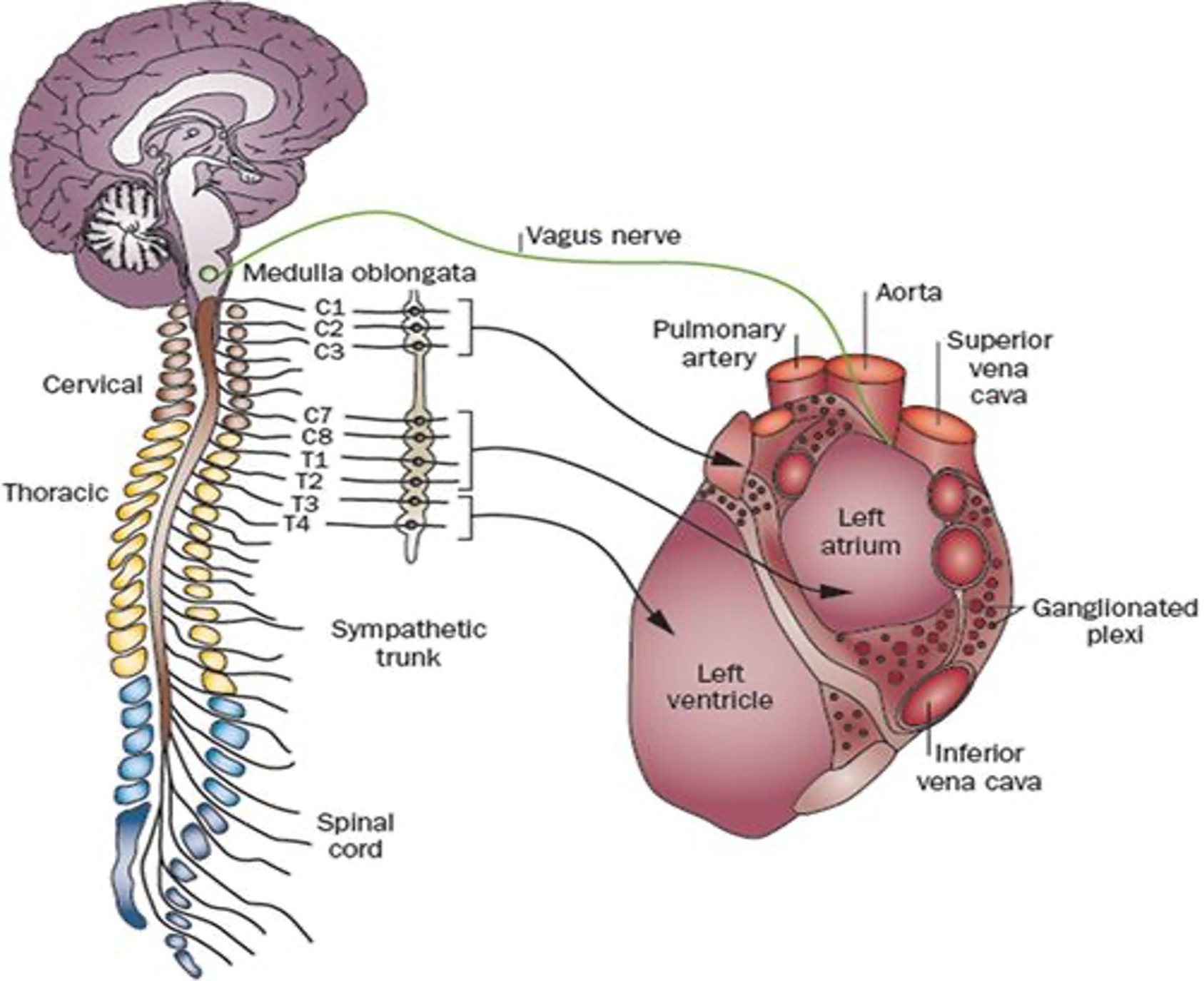 the Autonomic Nervous System chart