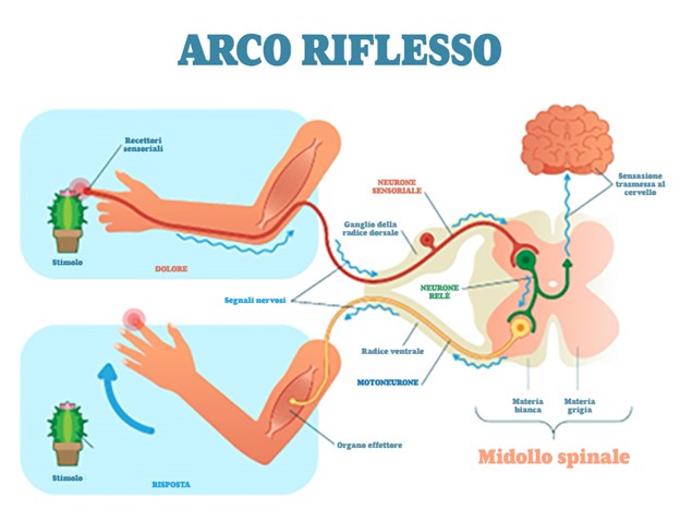 Arco Riflesso