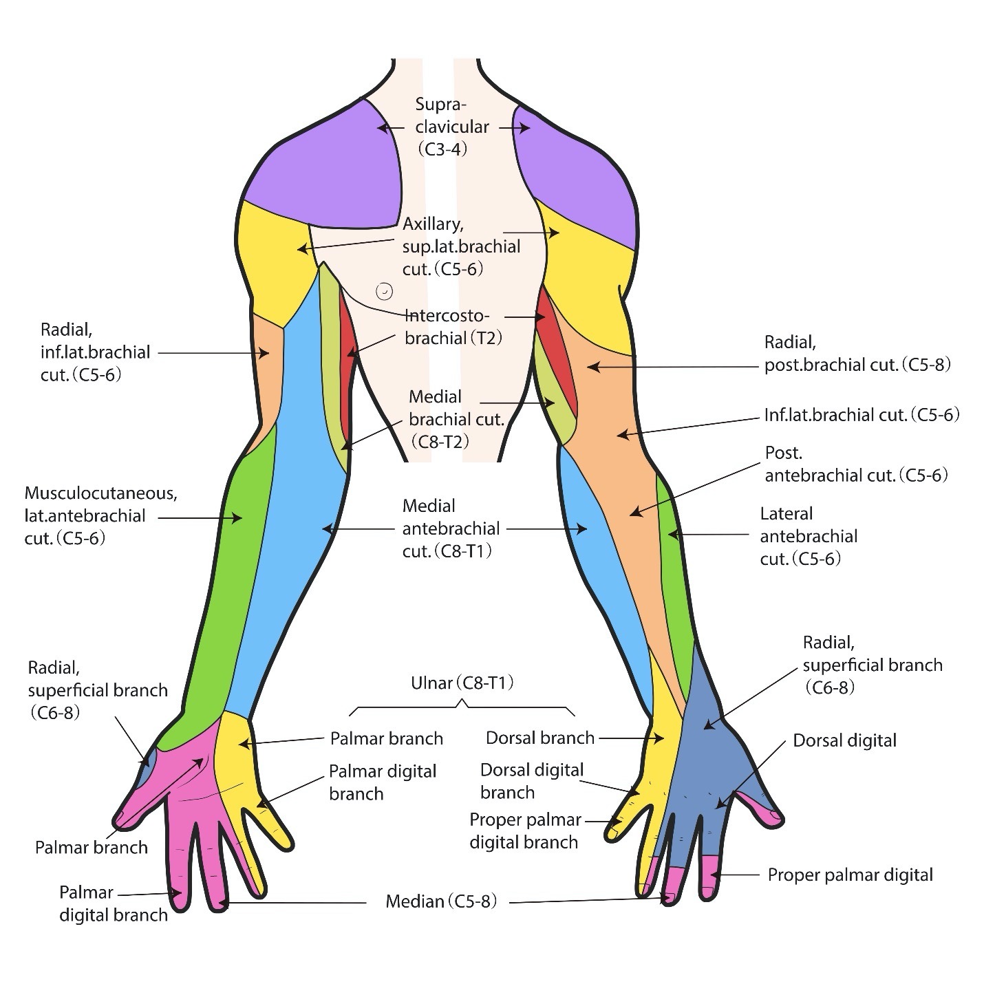 Nerve Pattern of the Brachial Plexus