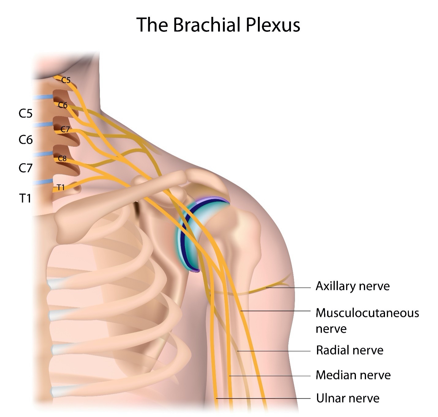 The Brachial Plexus diagram