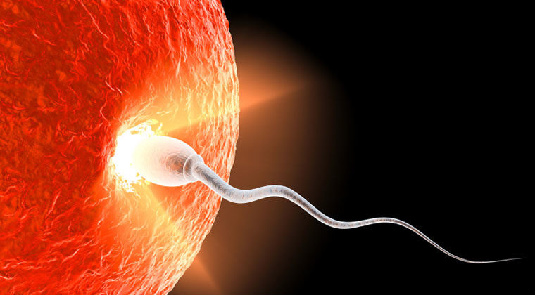 Photo of sperm fertilizing an egg