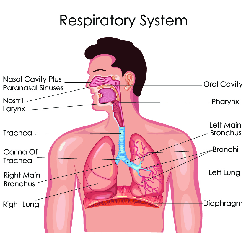 Respiratory System Diagram