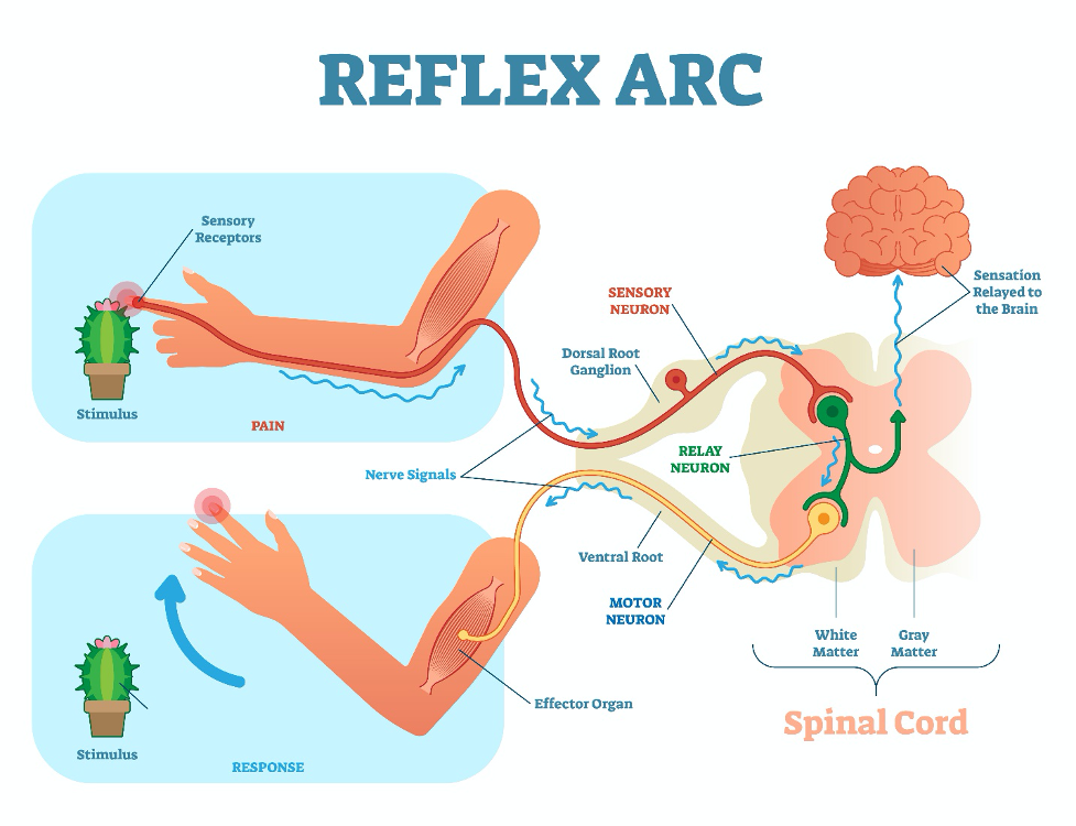 Reflex arc diagram