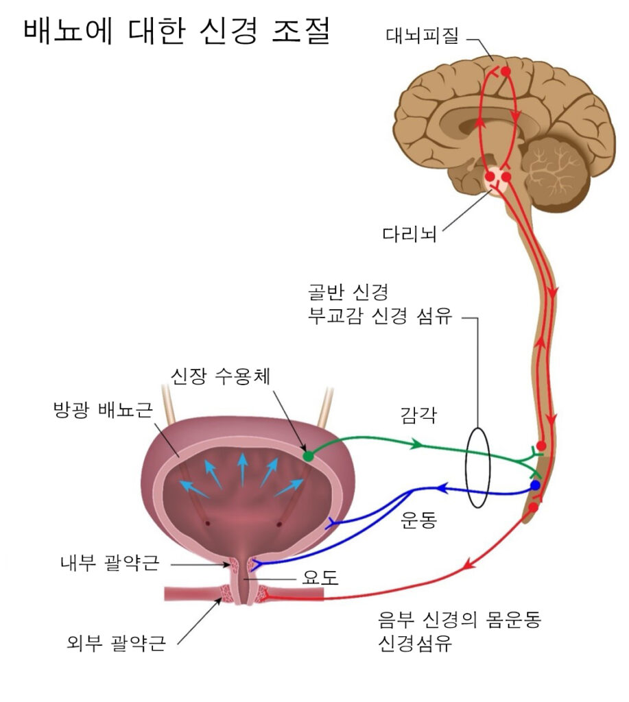 Graphic explaining brains connection to bladder