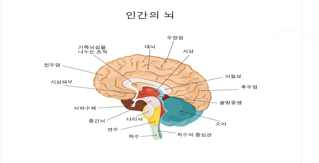 뇌 손상 - Christopher & Dana Reeve Foundation