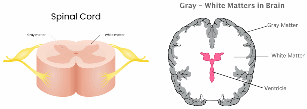 Differences between the brain gray and white matter